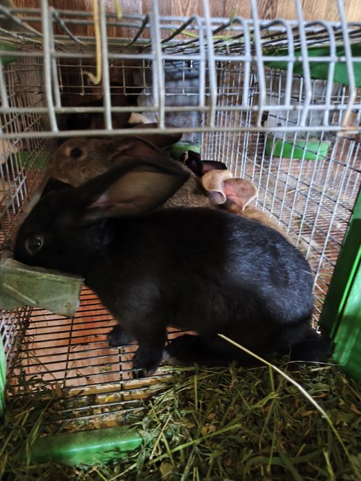 Pui iepuri hincole trei luni