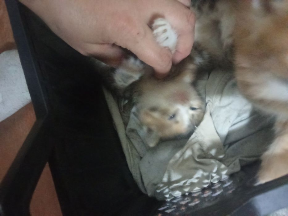 Отдаем котят мальчики и девочки