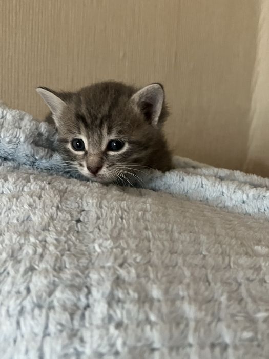 Котята 1 мес в добрые руки