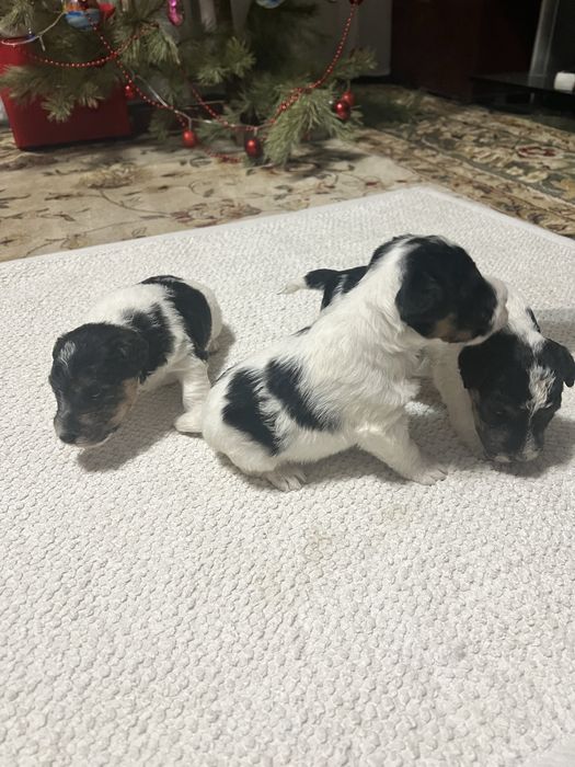 Продам щенков фокстерьера