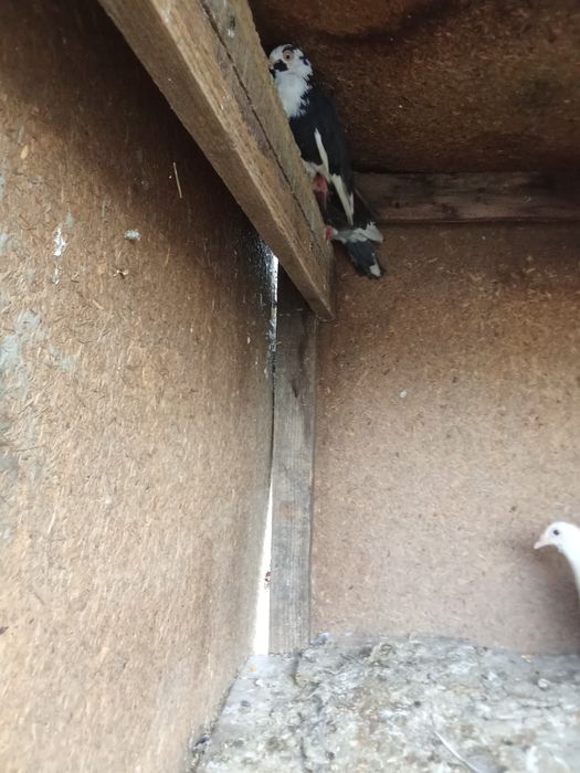 Vând porumbei sau schimb cu iepuri