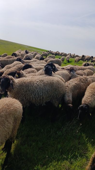 Vand berbeci de rasă