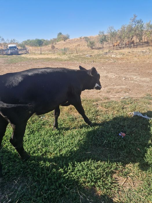 Vand 2 vitei angus,mascul si femela cu o medie de 270 /280