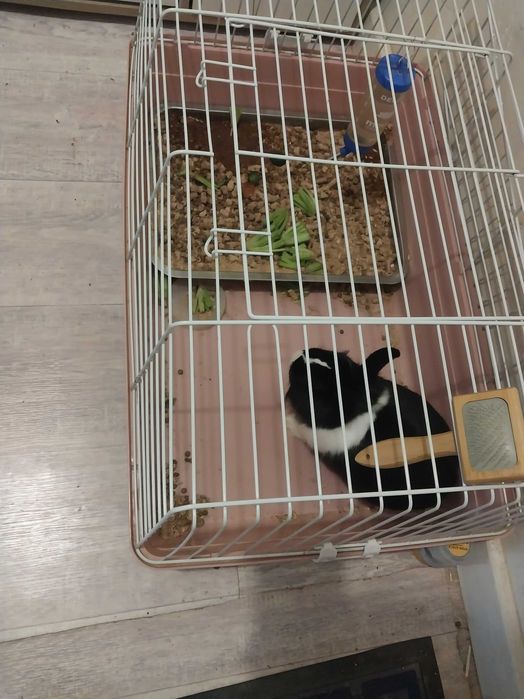 Кролик декаративный черный мальчик