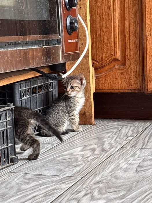 Отдам котят в добрые руки