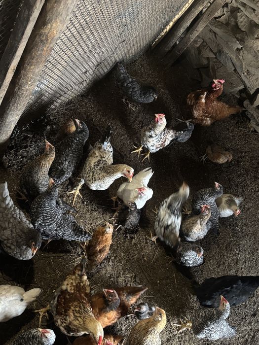 курицы цыпленки 2-3 мес