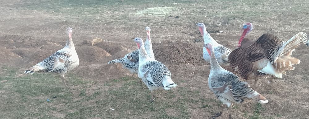 Oua de curca de casa