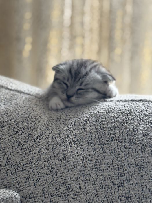 Скотиш фолд,вислоухий