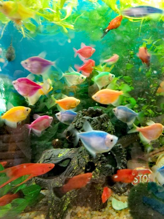 Африкански Цихлиди  автоматична хранилка декоративни рибки!