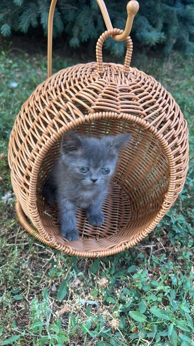 British shorthair