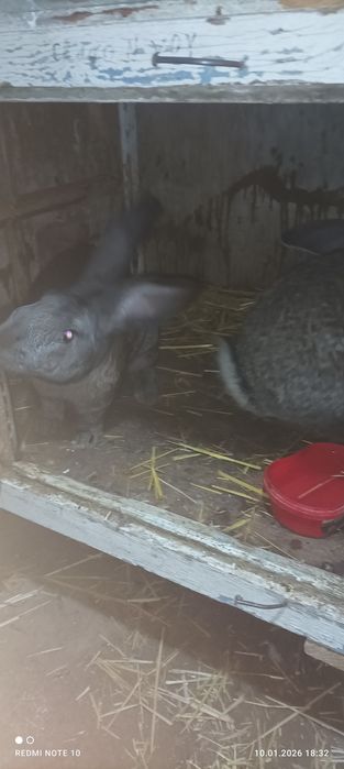 Erkak Flander quyon sotiladi