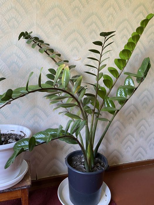 Продам домашний цветок