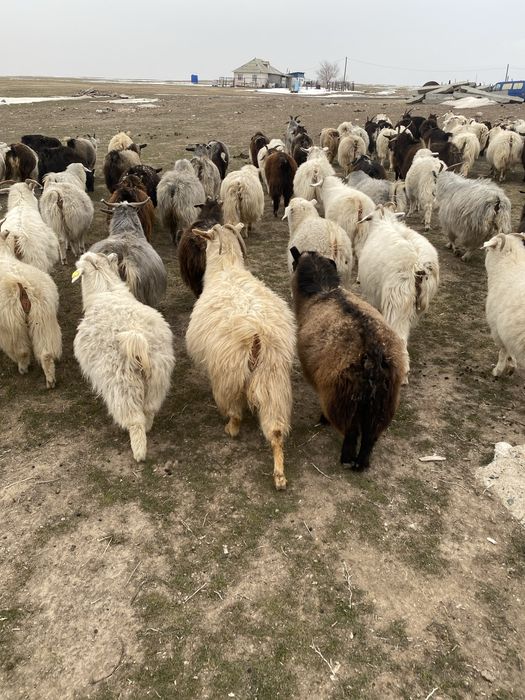 Ешкилер сатылады