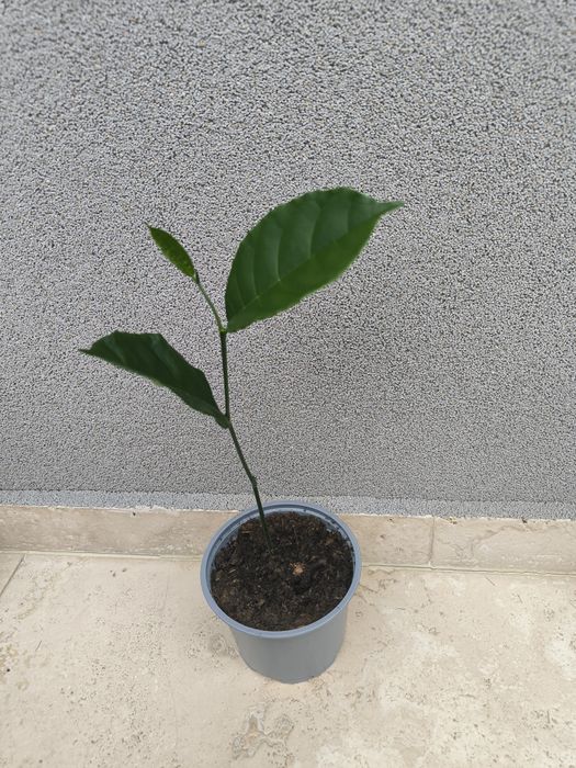 Vand Pomisori exotici Jackfruit