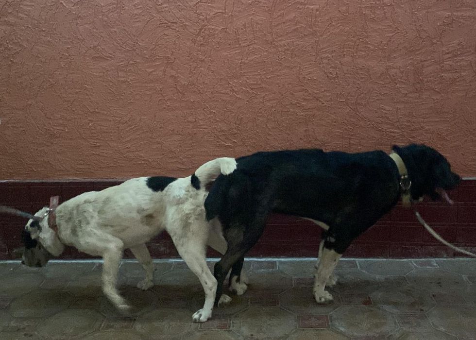 Төбет сатылады. 1.8 жас.