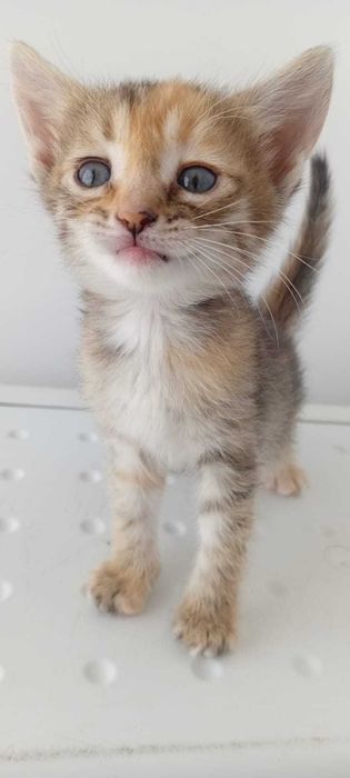 Кошки и котики в добрые руки
