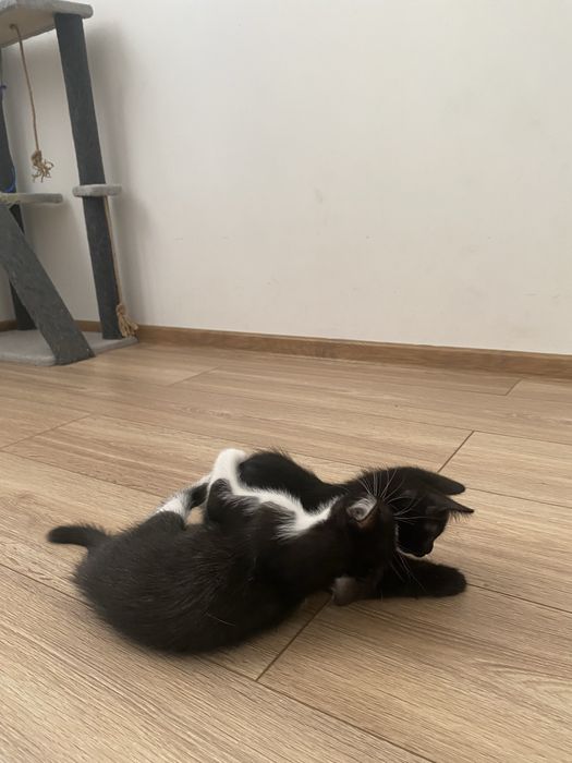 Отдам котят даром
