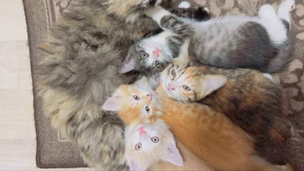 Отдам котят.