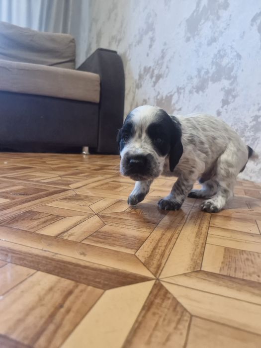 Щенки русского спаниэля