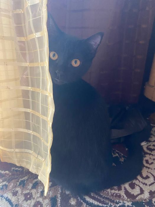 Отдам даром кота