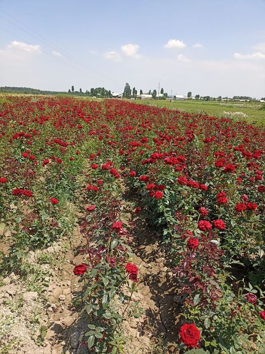 Atirgul ko'chatlari черная магия штамповий гуллар бир танада икки хил