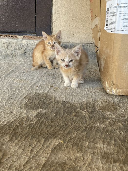 Әдемі мысықтар тегін беріледі, 2 айлық, үйде өсірілген