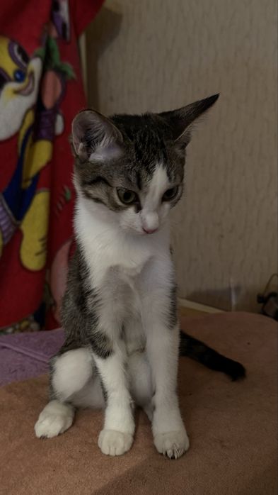 Котенок, девочка, 3 месяца