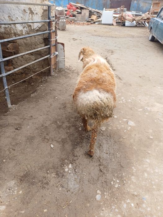 Семіз қошқар сатылады