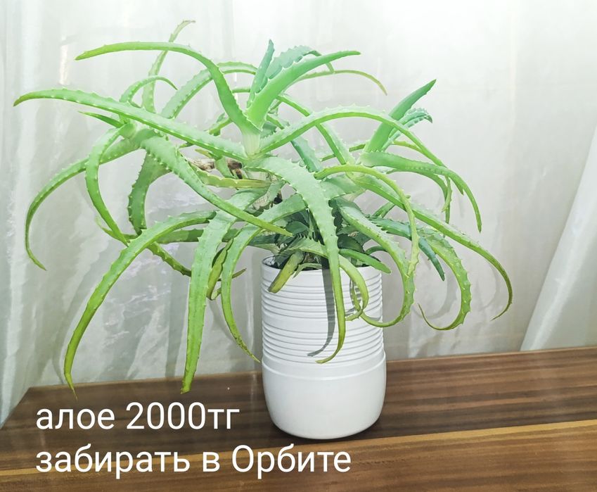 Алое сингониум толстянка  сансевиерия хлорофитум