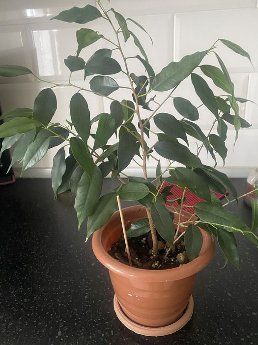 Продам комнатные цветы