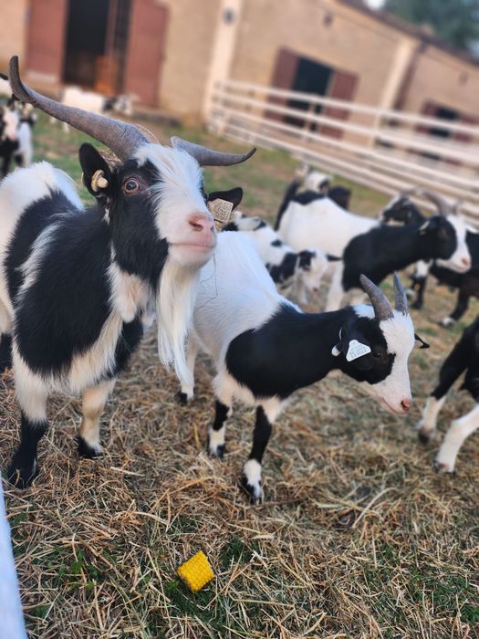 Capre pitice American Pigmy