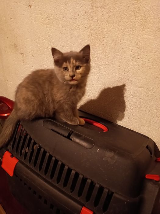 Отдадим котёнка в дар