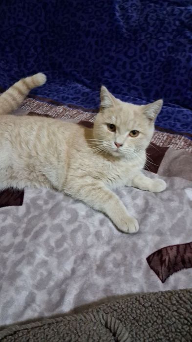 Mushuk judayam yuvosh sotiladi