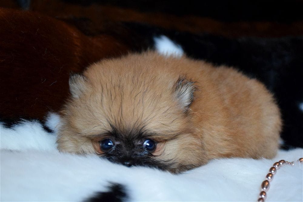 Щенки померанского шпица