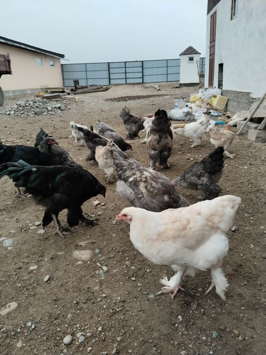 Порно қаншық аузына тиеді