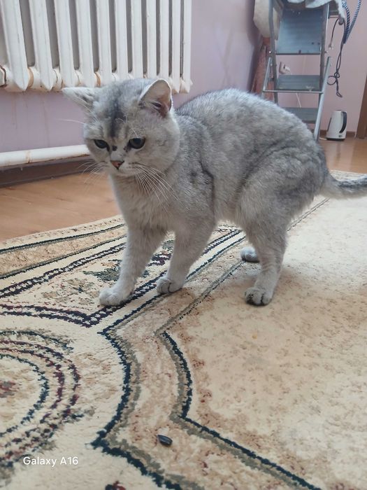 Британский  кот отдам бесплатно