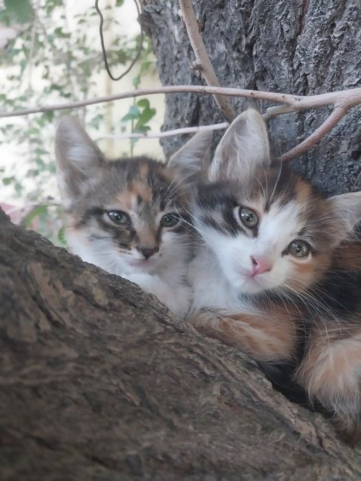Две кошечки ,трехцветные