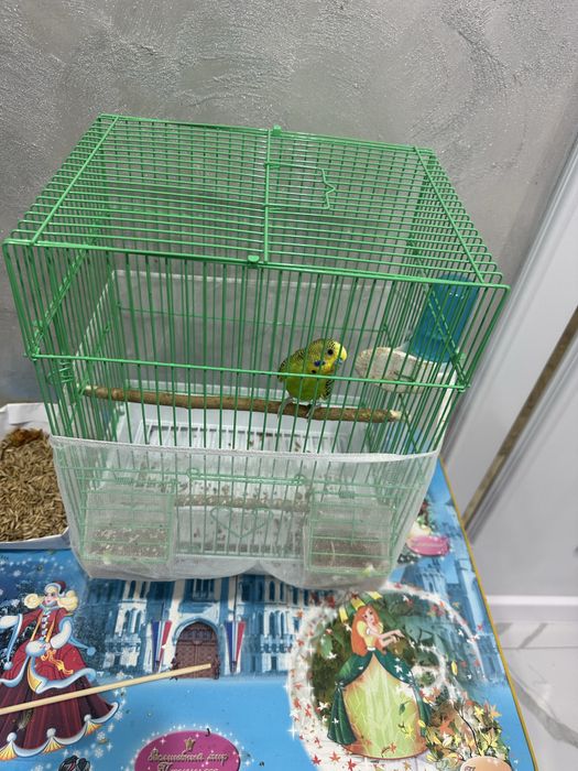 Продам попугай срочно