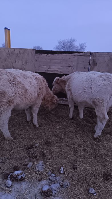 Әулиекол 1 бас Баспақ қашар сатылады