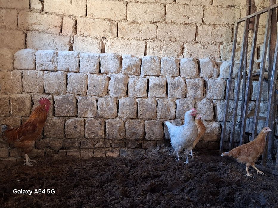 Домашний курица молодая