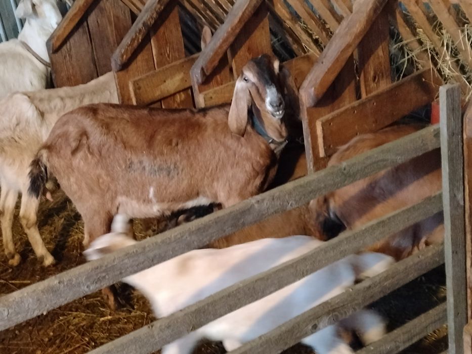 Capre alpine franceze saanen și anglo nubiene