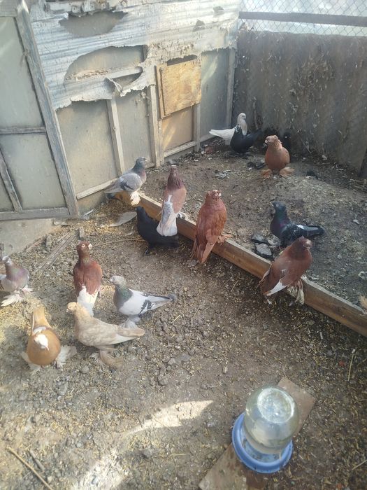 Продам голубем разных