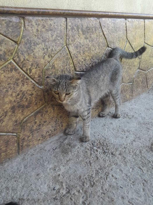 Aqlli ciroyli latokni biladi mehribon qollarga beriladi
