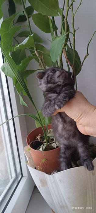 Два британских котенка