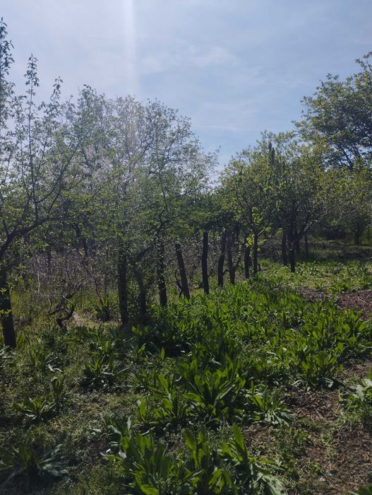 Продава се Къща в с. Осен, Област Силистра - 150 кв.м за 143 €/кв.м - Снимка #18