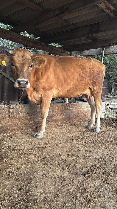 Продам корову с теленком, первотелка