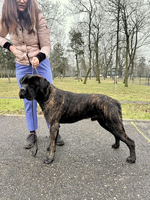Cane Corso Pedigree FCI