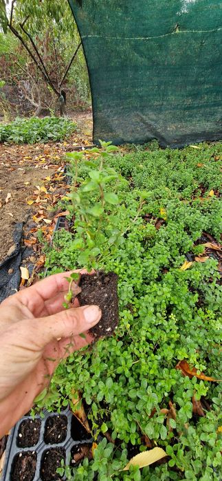 Butași de lavandă, rozmarin, salvia, echinaceea, immortele.