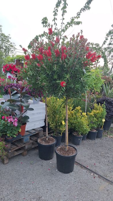 Arțar maslin bananier sterlitia magnolia