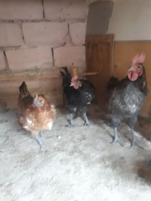 Lakenvelder tovuqlari